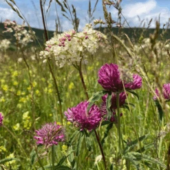 Plantenwinkel -Plantenwinkel image 103