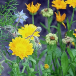 Plantenwinkel 10 MRS Seeds & Mixtures Biologisch - Tübinger Bijenmengsel