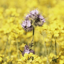 Plantenwinkel -Plantenwinkel image 167