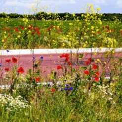 De Wiltfang Foxgloves Rozenhandschoenen Gauntlet -Plantenwinkel image 175