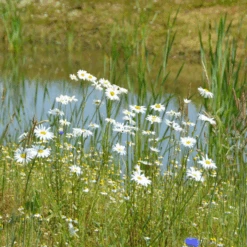 MRS Seeds & Mixtures Stroomdal Bloemenmengsel Inheems - Meerjarig