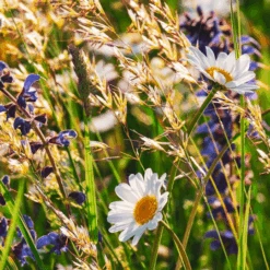 MRS Seeds & Mixtures Type DT3 - Bloemrijke Dijken & Taluds