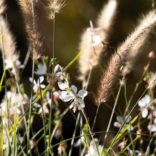 MRS Seeds & Mixtures Wadi Bloemenmengsel Inheems - Meerjarig 1 MRS Seeds & Mixtures Wadi Bloemenmengsel Inheems - Meerjarig