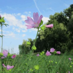 Plantenwinkel 18 De Wiltfang Foxgloves Works Groen