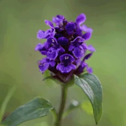 Plantenwinkel -Plantenwinkel image 188