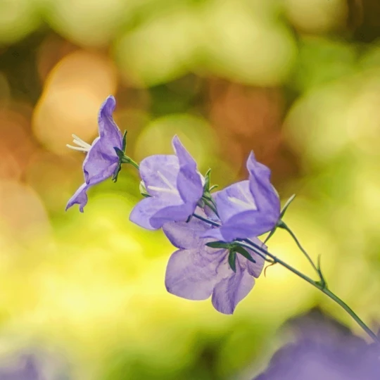 De Wiltfang Dakgootschep RVS 2 De Wiltfang Dakgootschep RVS - Afbeelding 2