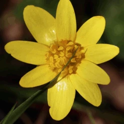 MRS Seeds & Mixtures Bosrand Bloemenmengsel Schaduw Inheems - Meerjarig -Plantenwinkel image 192