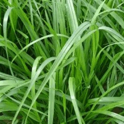 Nieuwe Producten 11 MRS Seeds & Mixtures Italiaans Raaigras