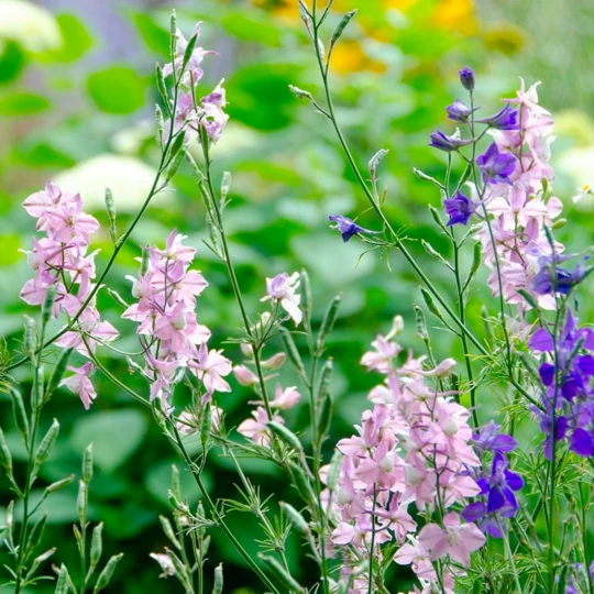 MRS Seeds & Mixtures Inheems FAB - Akkerrandmengsel 1- En 2-jarig 1 MRS Seeds & Mixtures Inheems FAB - Akkerrandmengsel 1- En 2-jarig