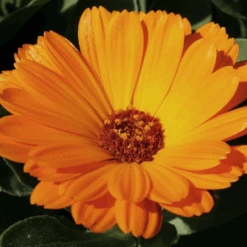 MRS Seeds & Mixtures Biologisch Lieveheersbeestjes Bloemenmengsel -Plantenwinkel image 211