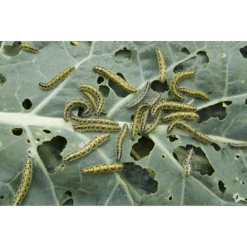 ECOstyle Aaltjes Tegen Rupsen 5 ECOstyle Aaltjes Tegen Rupsen -Plantenwinkel image 232