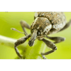 ECOstyle Aaltjes Val Tegen Taxuskever -Plantenwinkel image 270