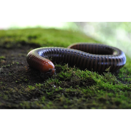 ECOstyle Aaltjes Tegen Miljoenpoten 2 ECOstyle Aaltjes Tegen Miljoenpoten - Afbeelding 2