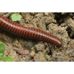 ECOstyle Aaltjes Tegen Miljoenpoten 5 ECOstyle Aaltjes Tegen Miljoenpoten -Plantenwinkel image 272