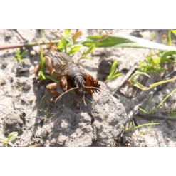 ECOstyle Aaltjes Tegen Veenmollen -Plantenwinkel image 302
