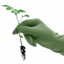 De Wiltfang Foxgloves Original