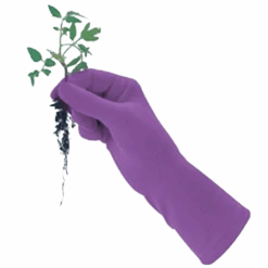 De Wiltfang Foxgloves Original -Plantenwinkel image 319