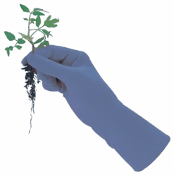 De Wiltfang Foxgloves Original -Plantenwinkel image 321