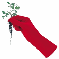 De Wiltfang Foxgloves Original -Plantenwinkel image 322