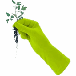 De Wiltfang Foxgloves Original -Plantenwinkel image 323