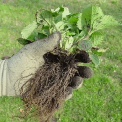 De Wiltfang Foxgloves Original -Plantenwinkel image 324