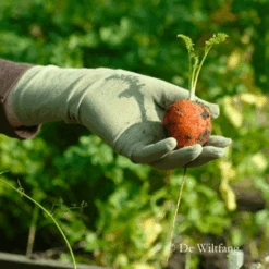 De Wiltfang Foxgloves Original -Plantenwinkel image 325