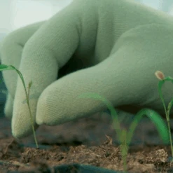 De Wiltfang Foxgloves Original -Plantenwinkel image 326