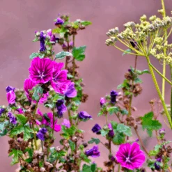 MRS Seeds & Mixtures Beweidingsmengsel Zandgrond - Type BWZ1