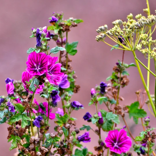 Pokon Hydrokorrels 40L - 16kg 3 Pokon Hydrokorrels 40L - 16kg - Afbeelding 3