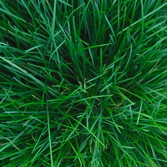 Burgon & Ball RHS Spade 2 Burgon & Ball RHS Spade - Afbeelding 2