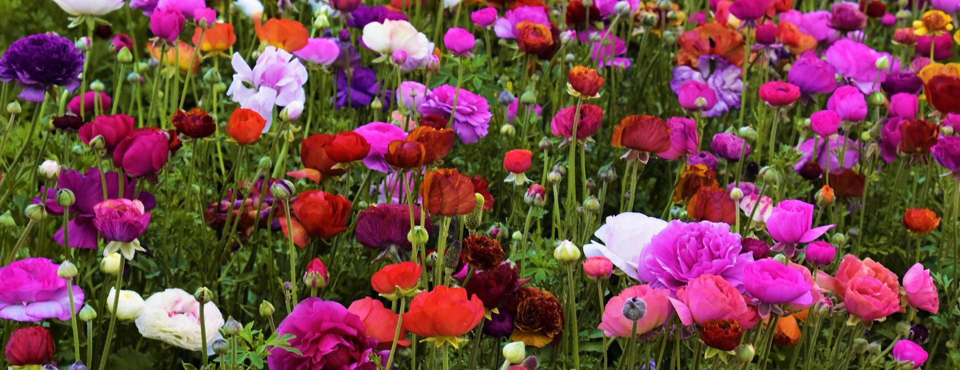 Plantenwinkel 3 Plantenwinkel -Plantenwinkel pexels jeffrey eisen 1257101 12190713